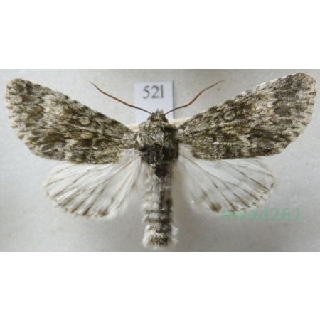 Acronicta aceris (Linnaeus, 1758) Wieczernica klonówka Czech52l